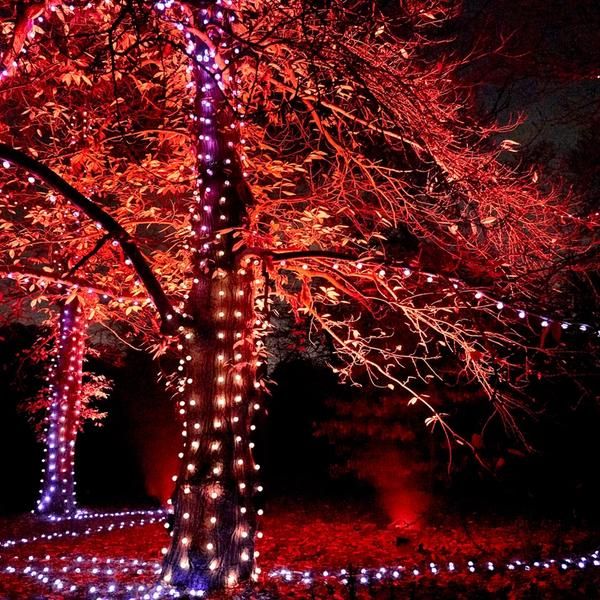 Tree with Lights